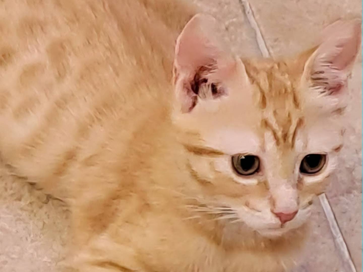 Adozione gatto, maschio, Razza sconosciuta Razza sconosciuta, 2 mesi, taglia non valida, Torino
