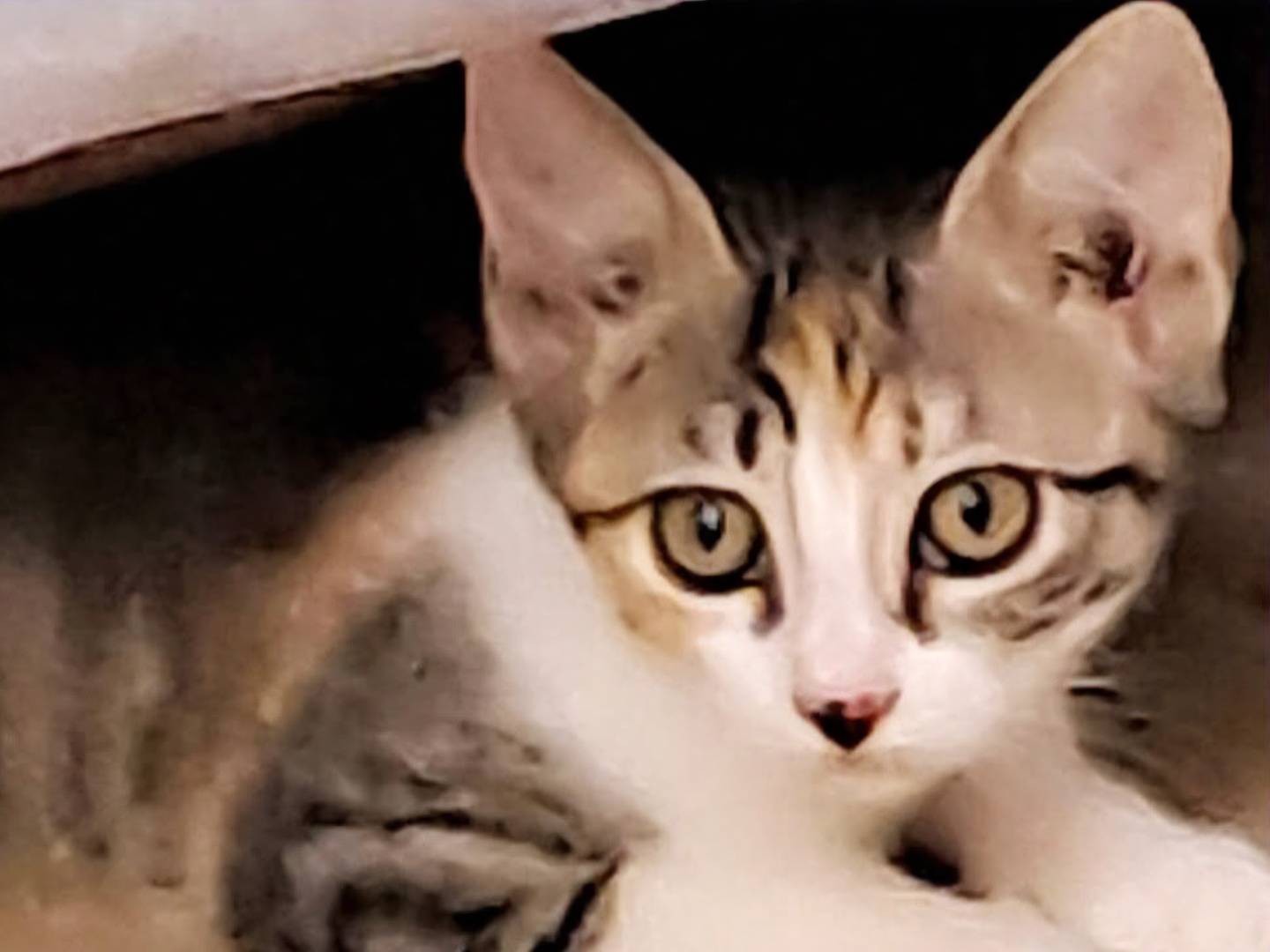 Adozione gatto, femmina, Razza sconosciuta Razza sconosciuta, 2 mesi, taglia non valida, Torino