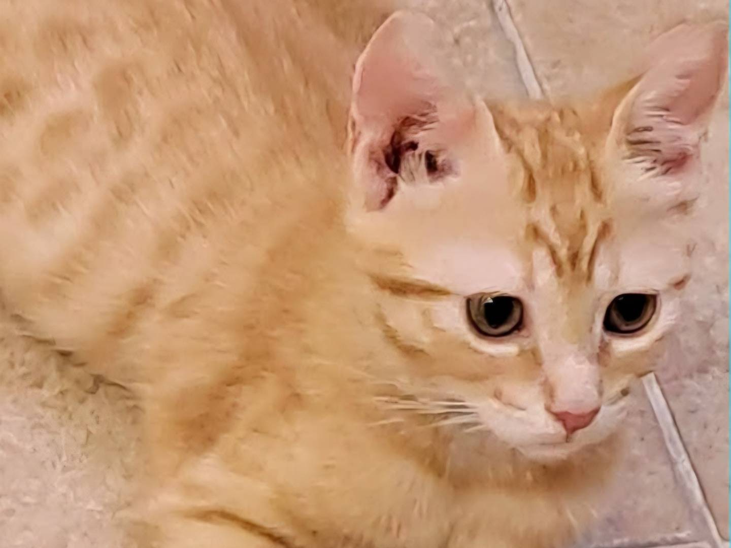 Adotta un gatto, taglia non valida, femmina, Torino