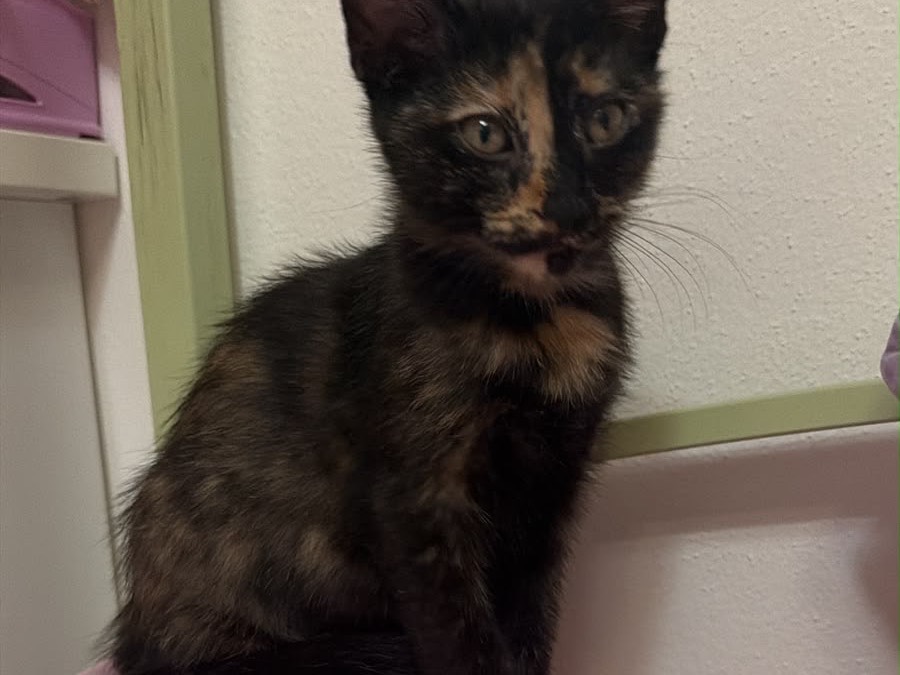Adozione gatto, femmina, Razza sconosciuta Razza sconosciuta, 3 mesi, taglia non valida, Arezzo
