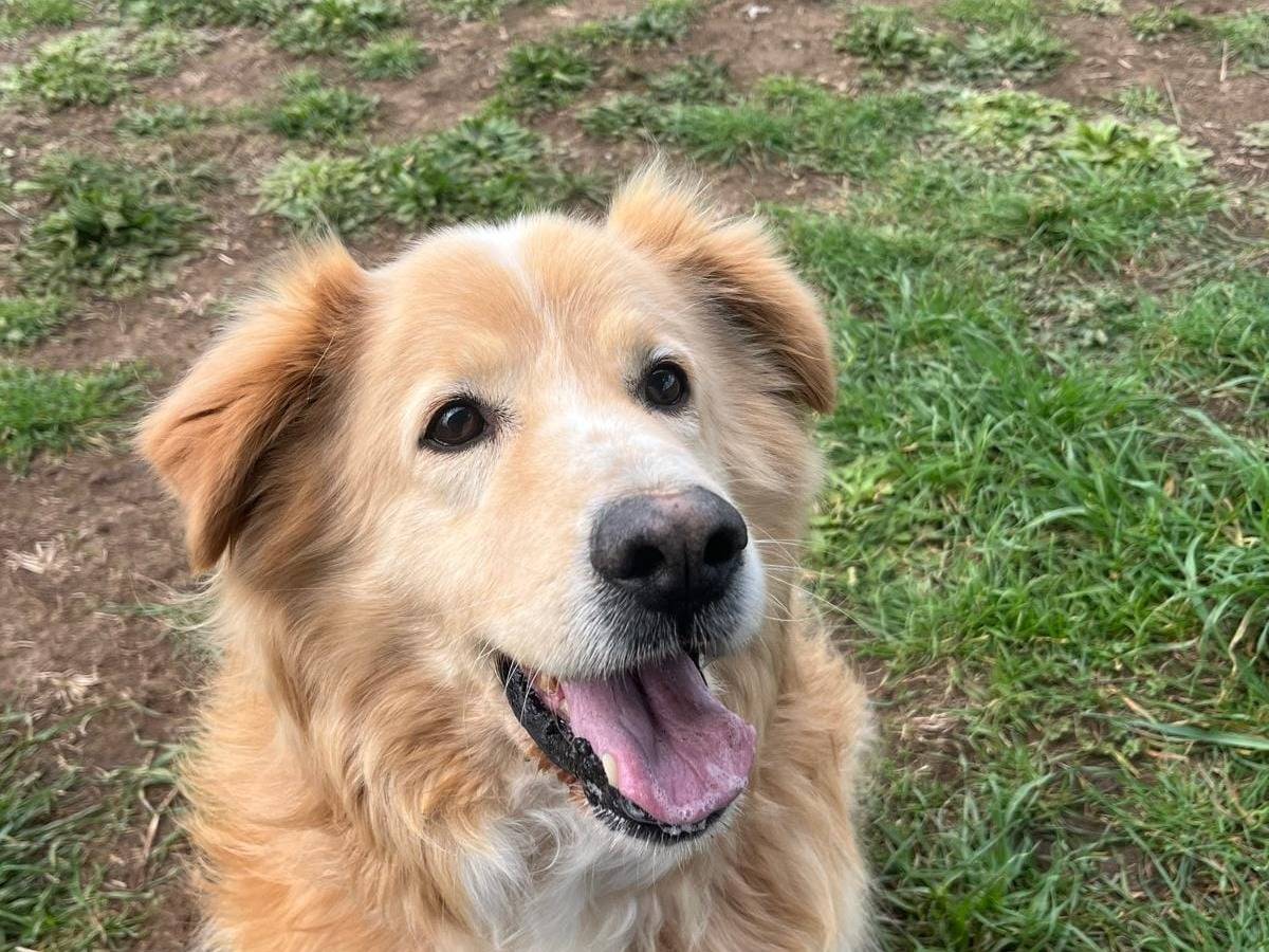 Adozione cane, maschio, Razza sconosciuta Razza sconosciuta, 5 anni e 8 mesi, taglia grande, Roma