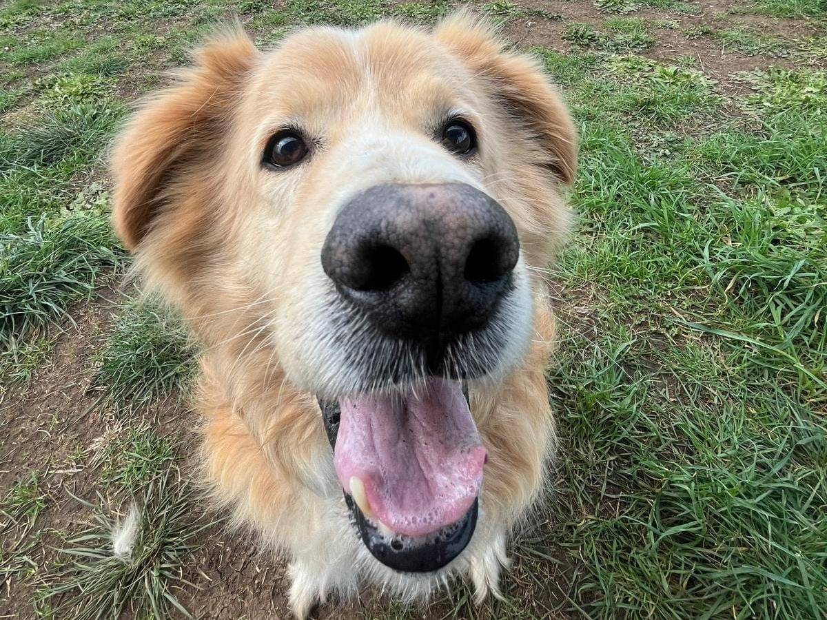 Adotta un cane, maschio, 5 anni e 8 mesi, Roma