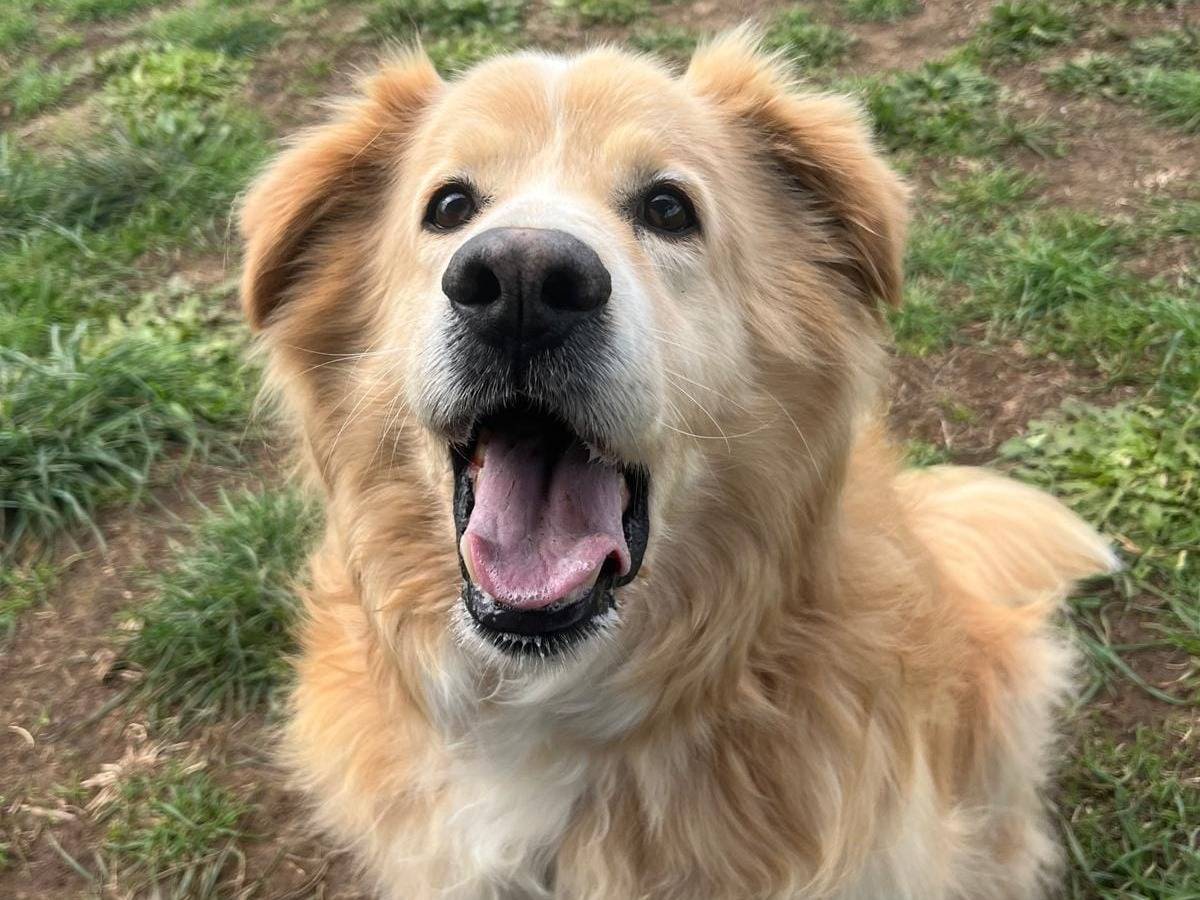 Adotta un cane, taglia grande, maschio, Roma