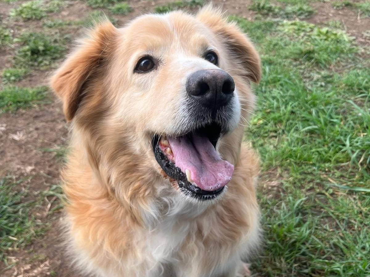 Vuoi adottare un cane a Roma?
