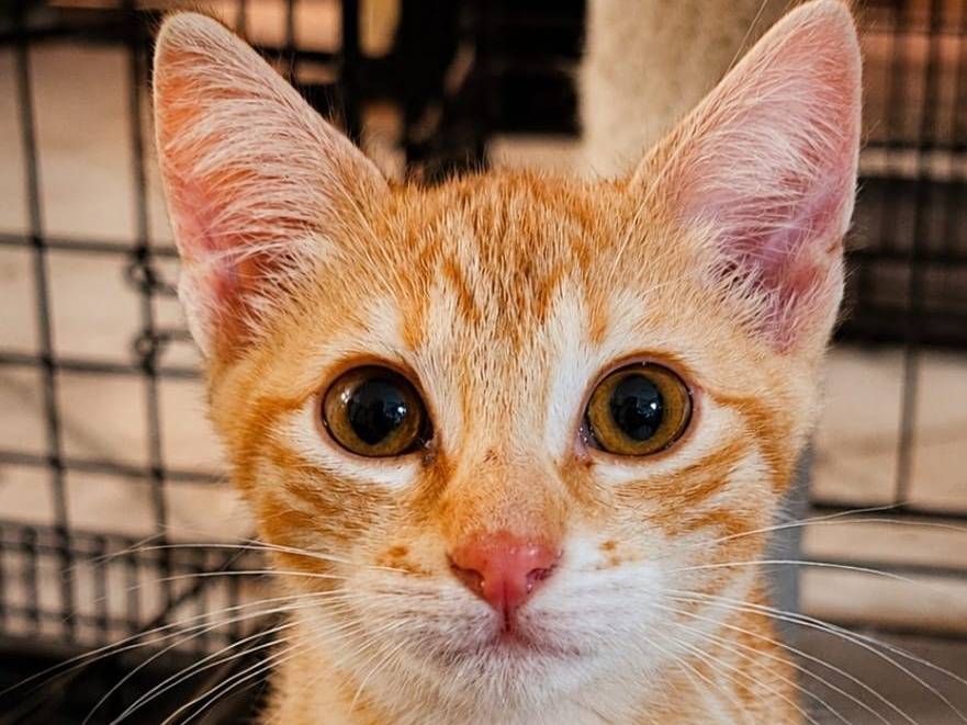 Adozione gatto, maschio, Razza sconosciuta Razza sconosciuta, 2 mesi, taglia non valida, Rieti