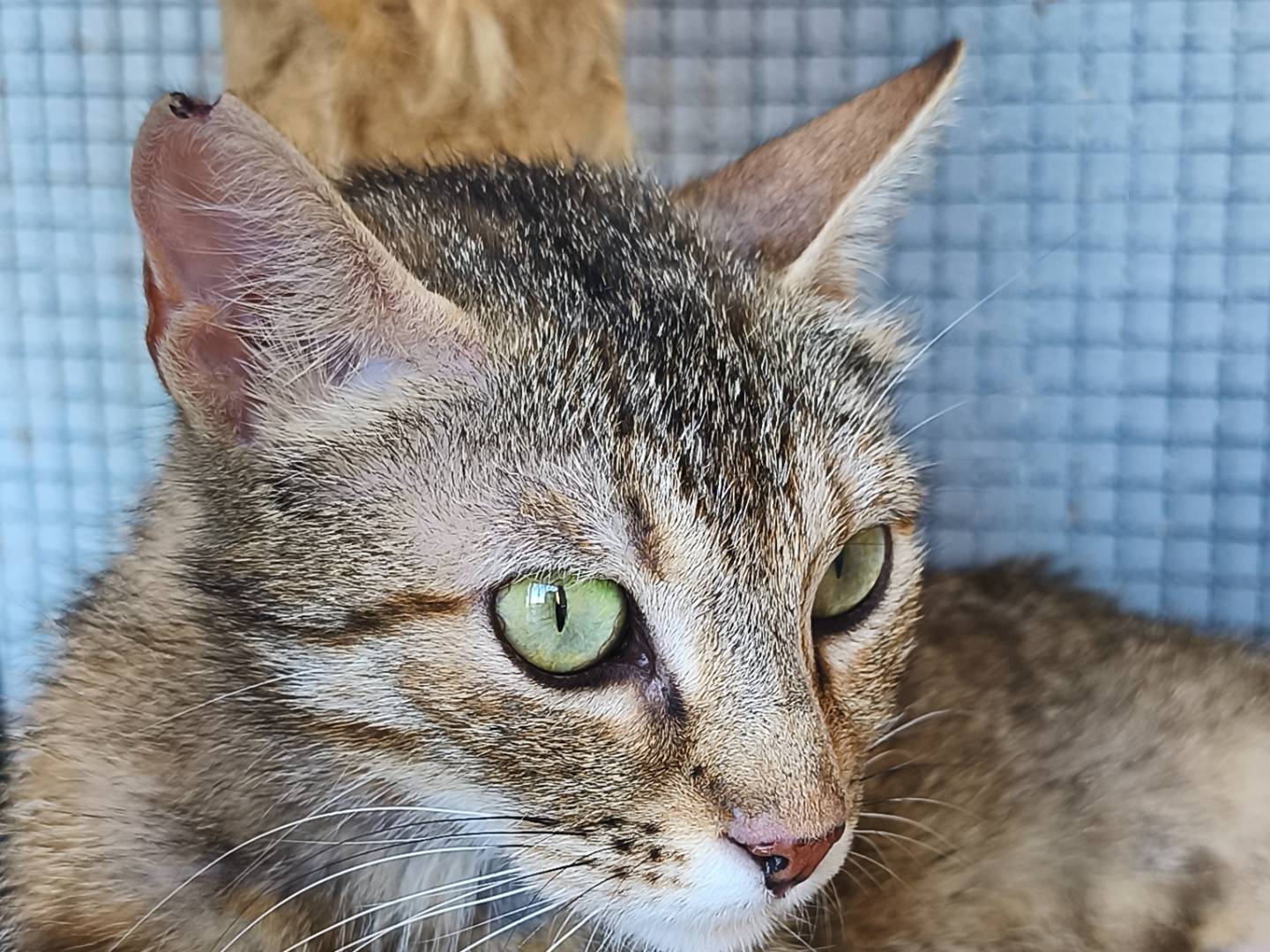 Adotta un gatto, taglia non valida, femmina, Bari