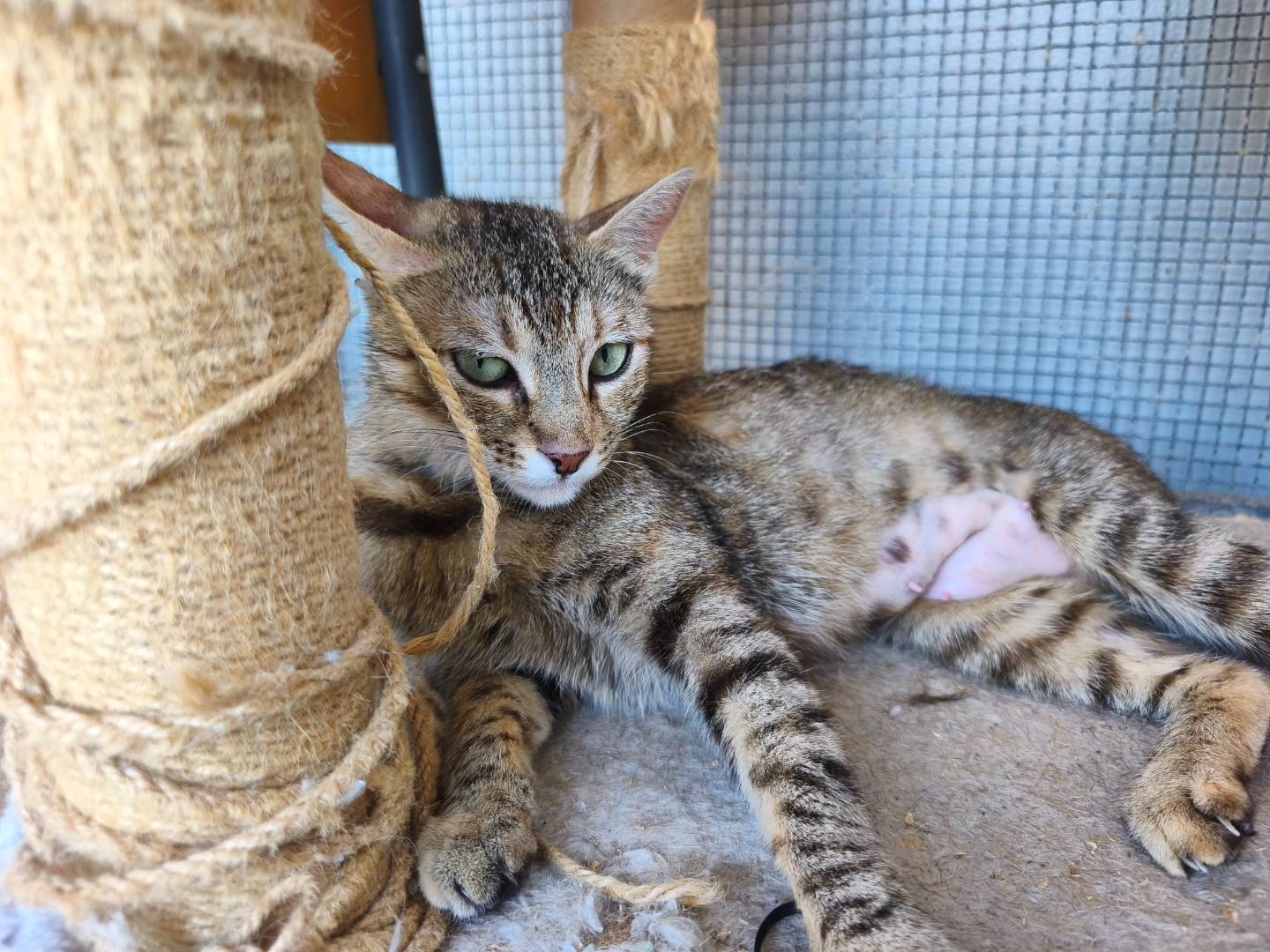 Adotta un gatto, femmina, 2 anni e 9 mesi, Bari