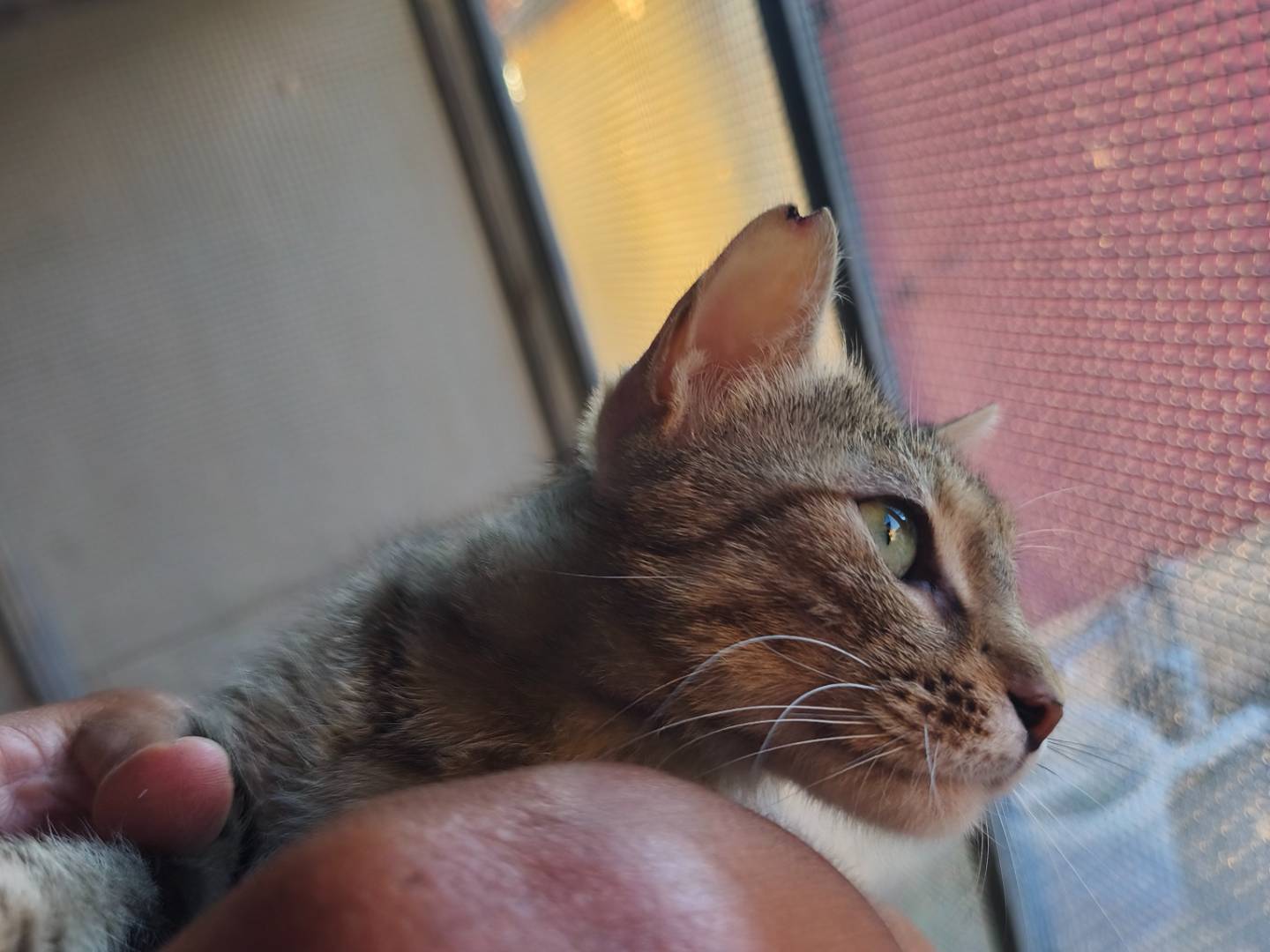 Vuoi adottare un gatto a Bari?