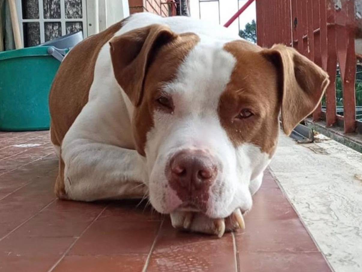 Adozione cane, maschio, Pitbull Razza sconosciuta, 5 anni e 9 mesi, taglia grande, Roma