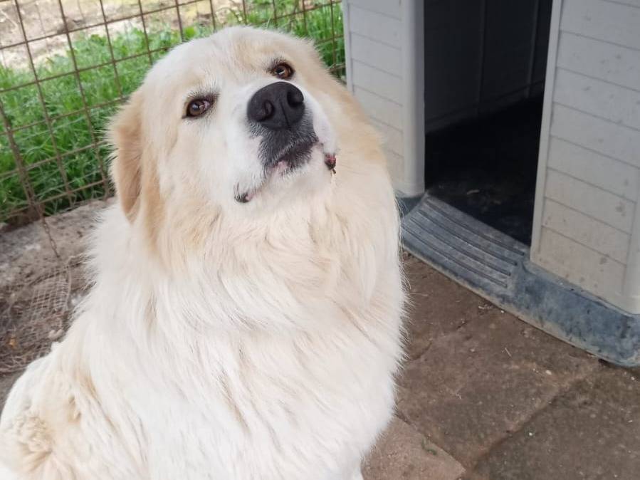 Adotta un cane, maschio, 1 anno e 10 mesi, Roma