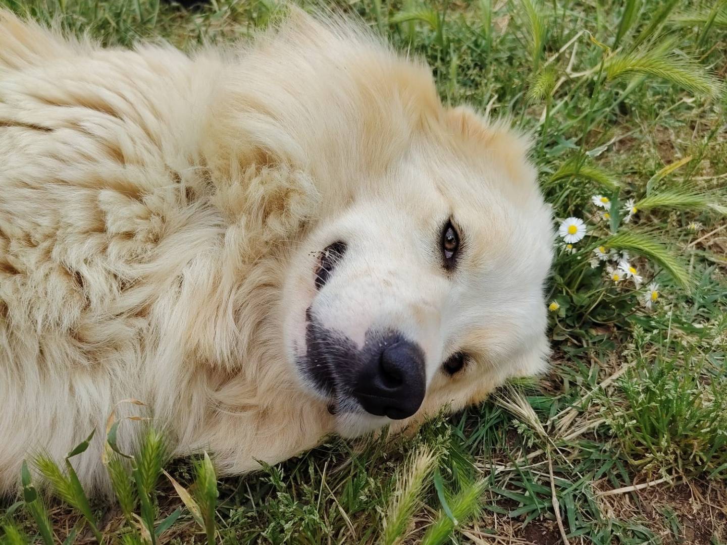 Adotta un cane, taglia gigante, maschio, Roma