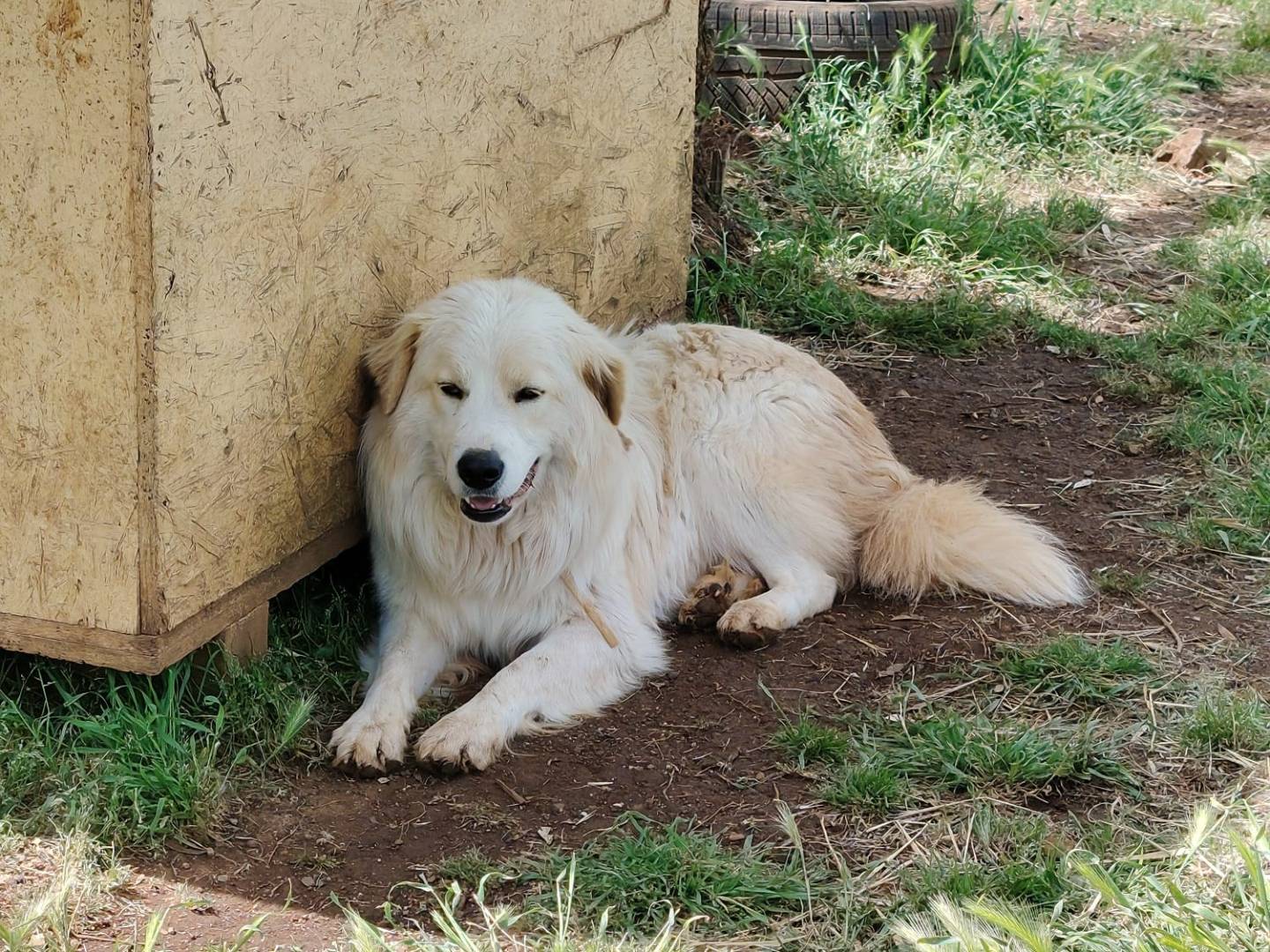 Vuoi adottare un cane a Roma?