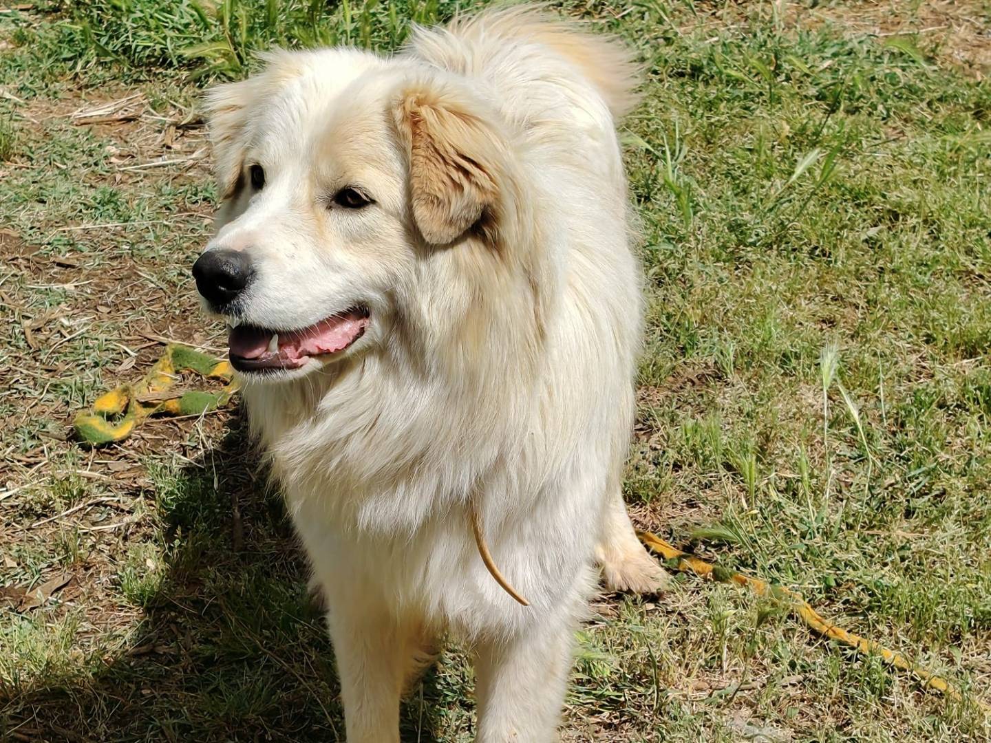 Adotta il cane Lucio a Roma