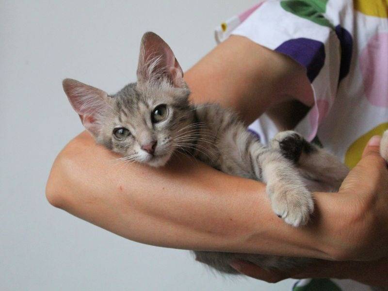 Adozione gatto, maschio, Razza sconosciuta Razza sconosciuta, 1 mese, taglia non valida, Roma