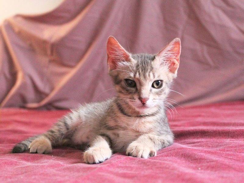 Adotta un gatto, maschio, 1 mese, Roma