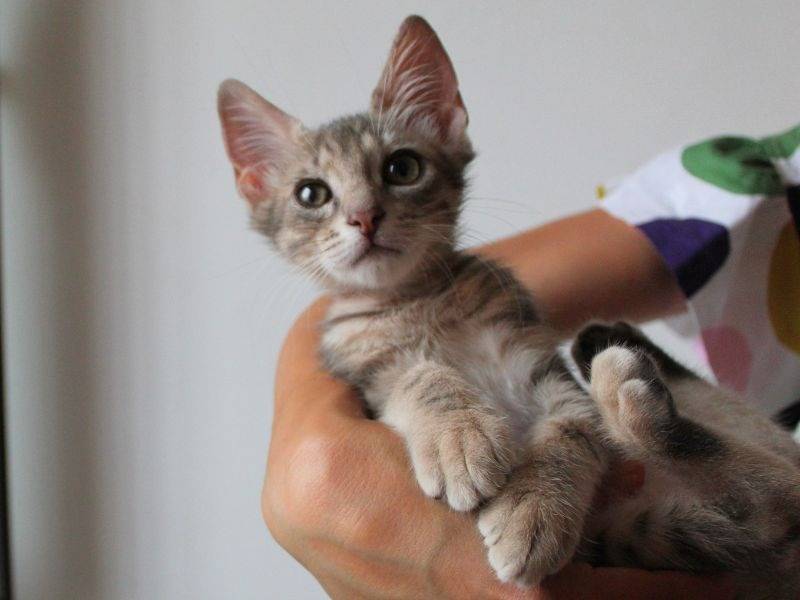 Adotta un gatto, taglia non valida, maschio, Roma