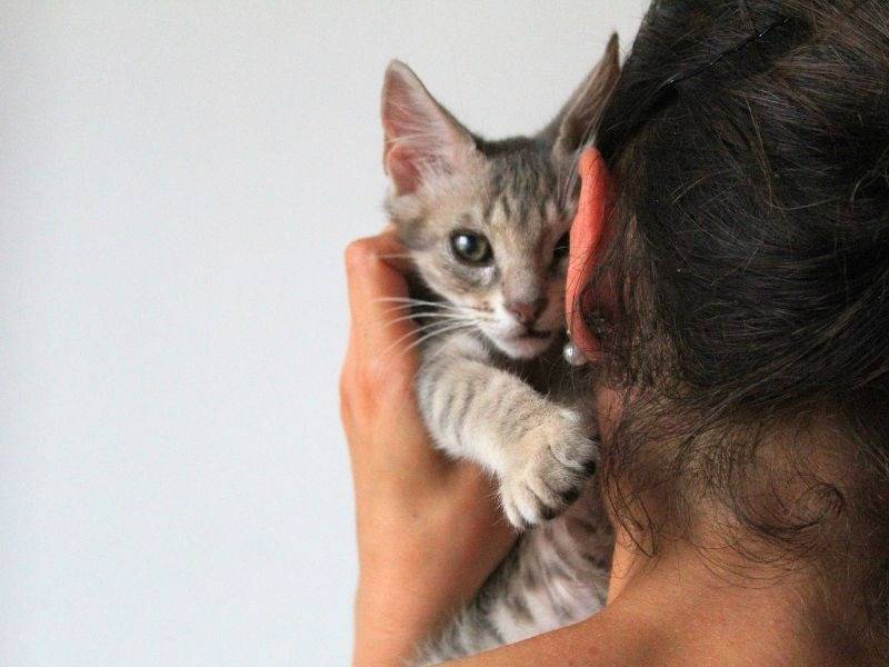 Vuoi adottare un gatto a Roma?