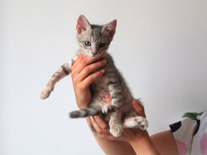 Adozione gatto, maschio, Razza sconosciuta Razza sconosciuta, 2 mesi, taglia non valida, Roma