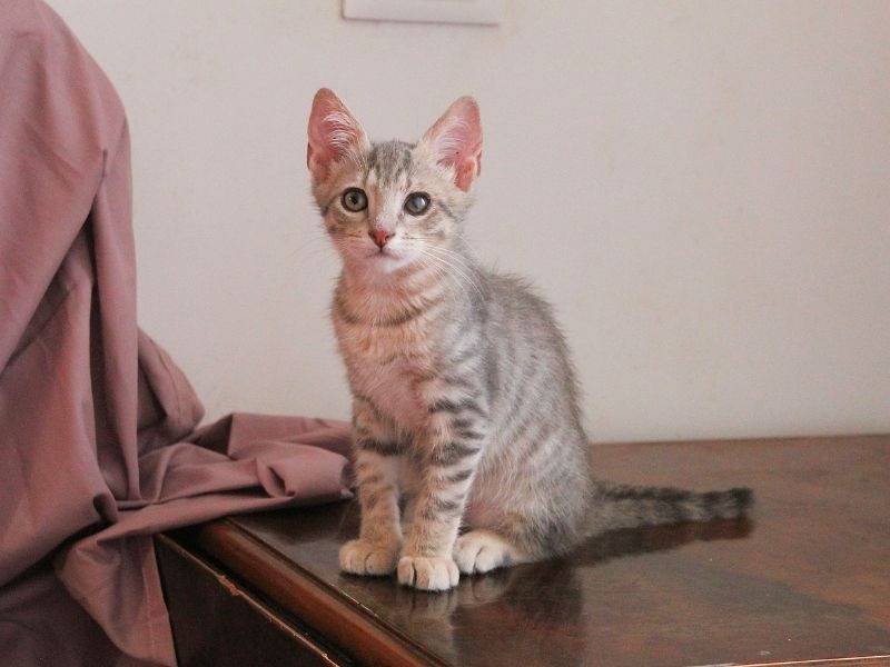 Adotta un gatto, maschio, 2 mesi, Roma