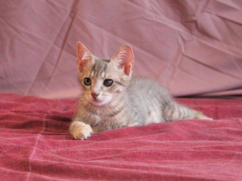 Adotta un gatto, taglia non valida, maschio, Roma