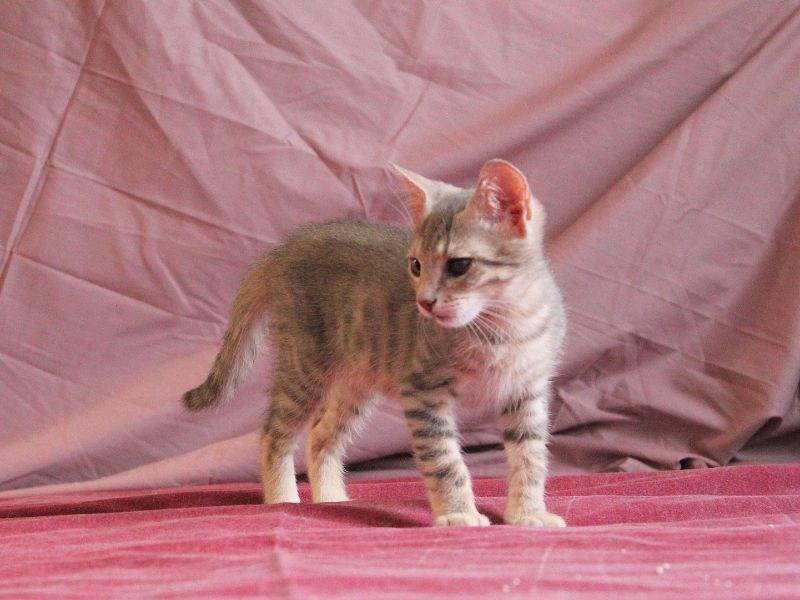 Vuoi adottare un gatto a Roma?