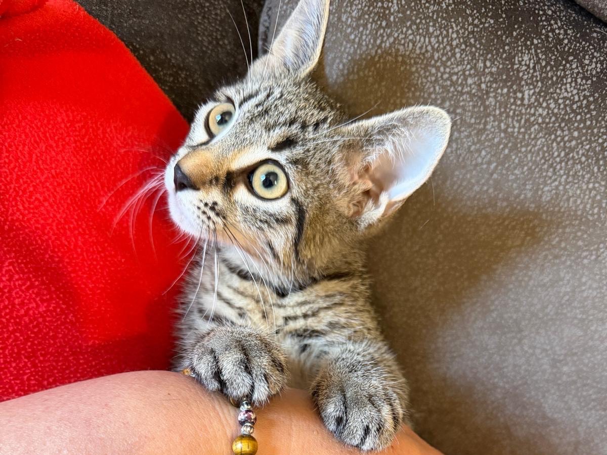 Adozione gatto, femmina, Razza sconosciuta Razza sconosciuta, 3 mesi, taglia non valida, Latina