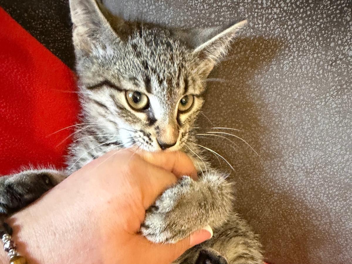 Adotta un gatto, femmina, 3 mesi, Latina