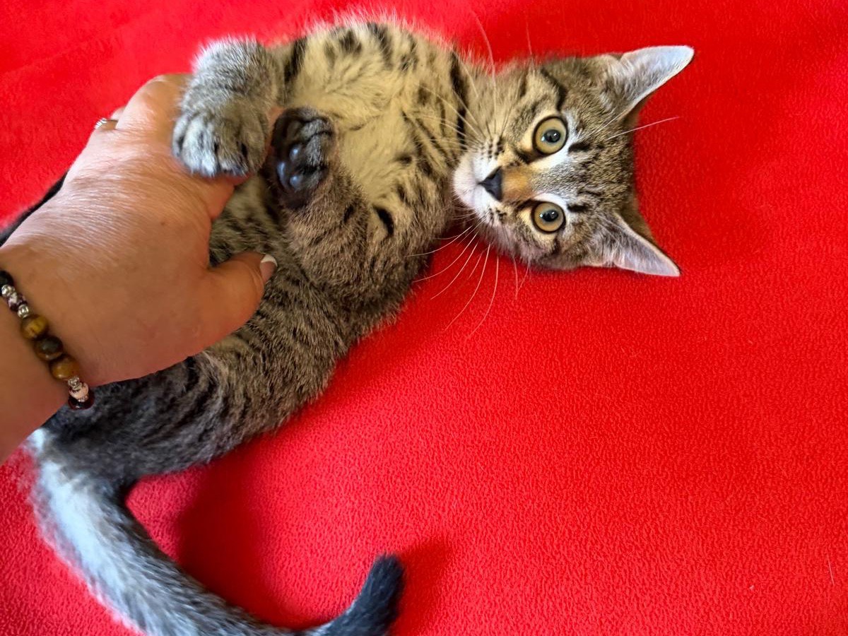 Adotta un gatto, taglia non valida, femmina, Latina