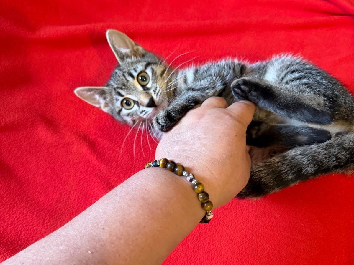 Vuoi adottare un gatto a Latina?