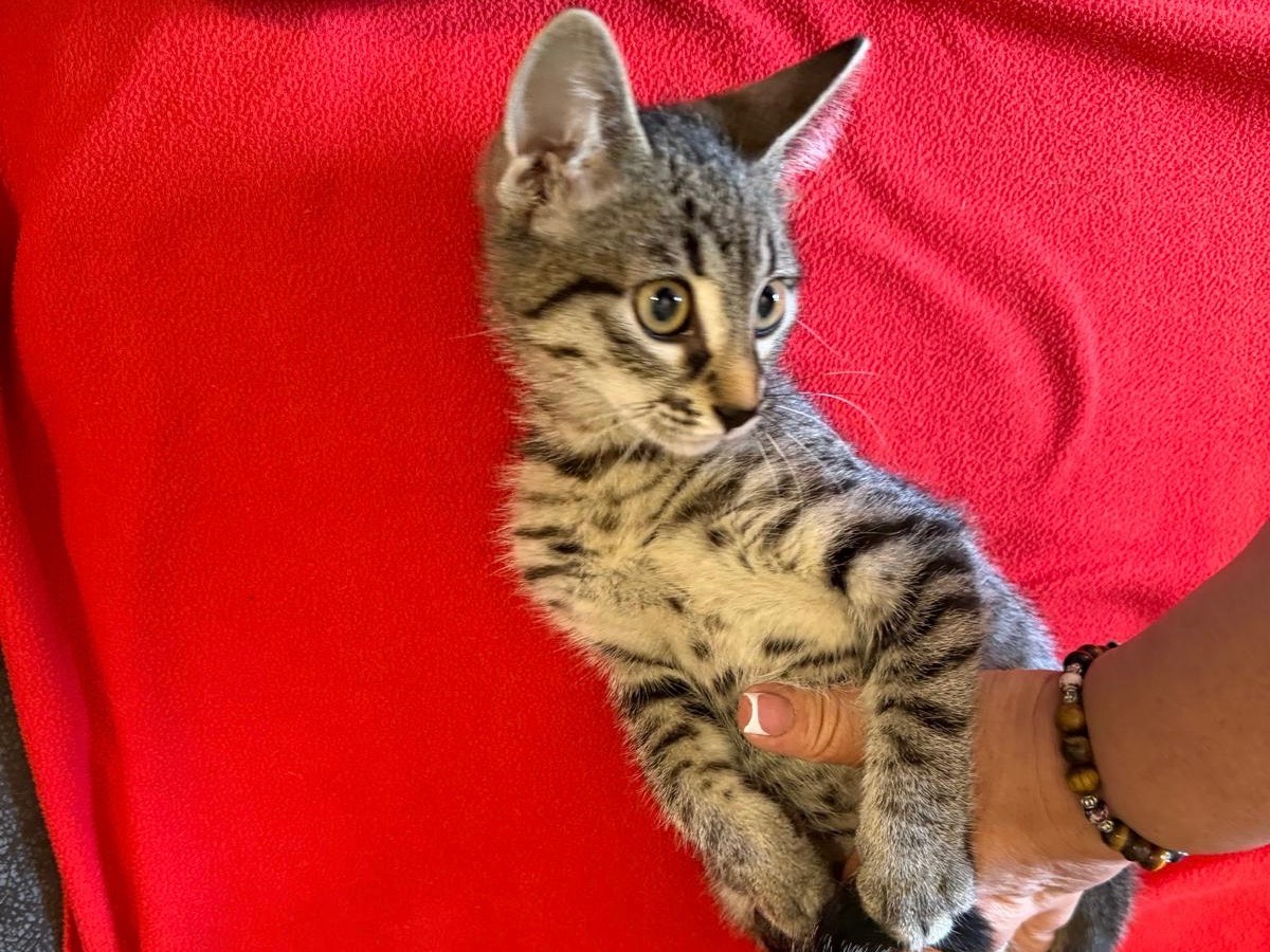 Adotta il gatto Nala a Latina