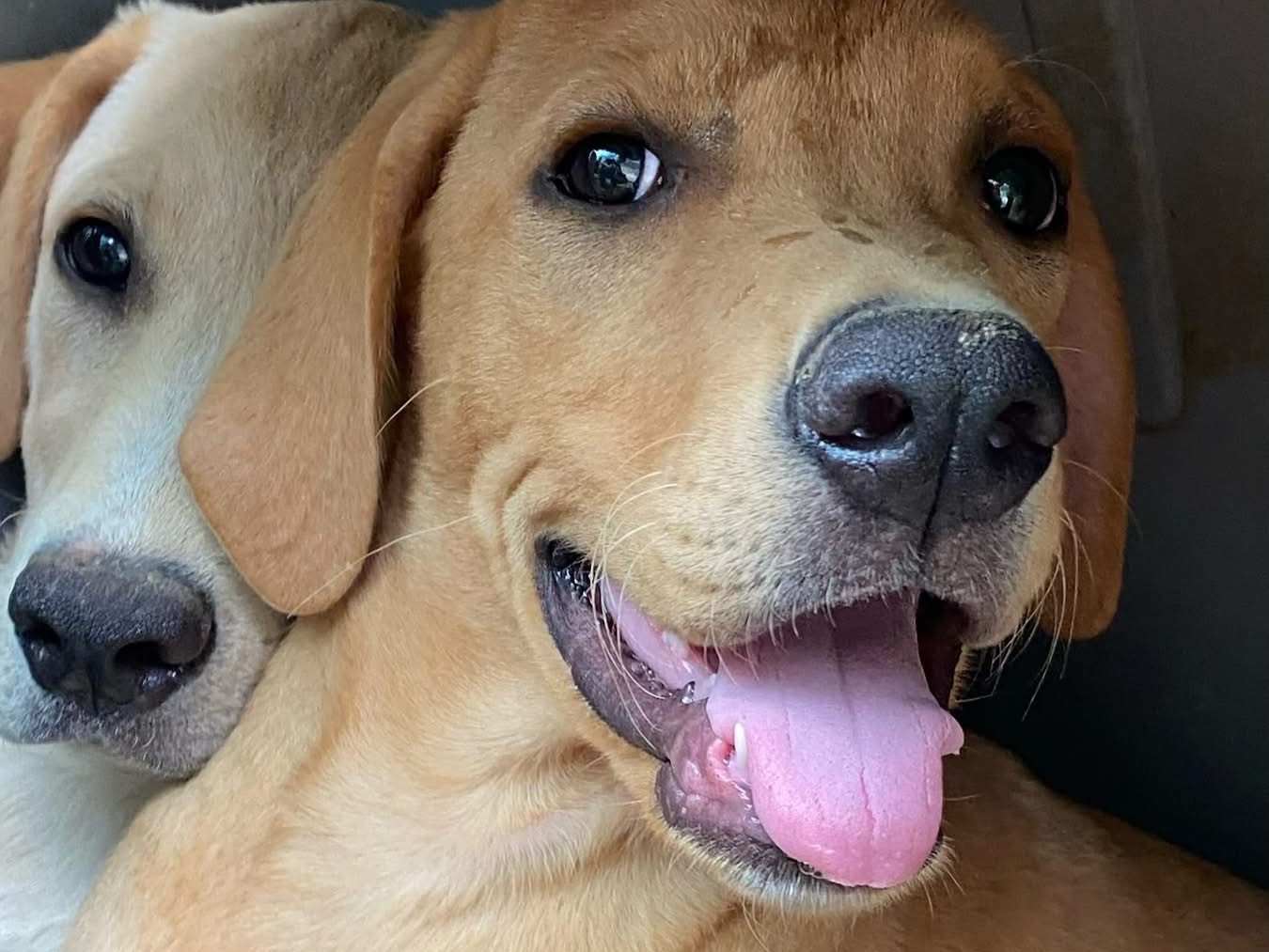 Adozione cane, maschio, Razza sconosciuta Razza sconosciuta, 4 mesi, taglia media, Chieti