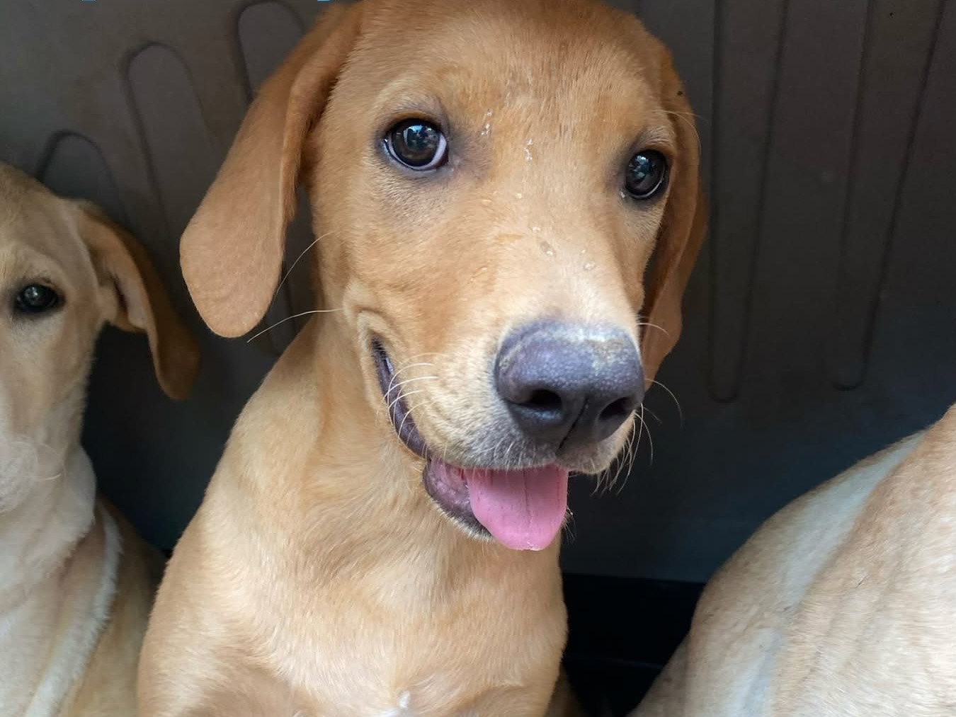 Adotta un cane, maschio, 4 mesi, Chieti