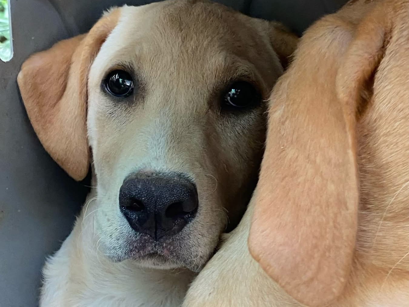 Adozione cane, maschio, Razza sconosciuta Razza sconosciuta, 4 mesi, taglia media, Chieti