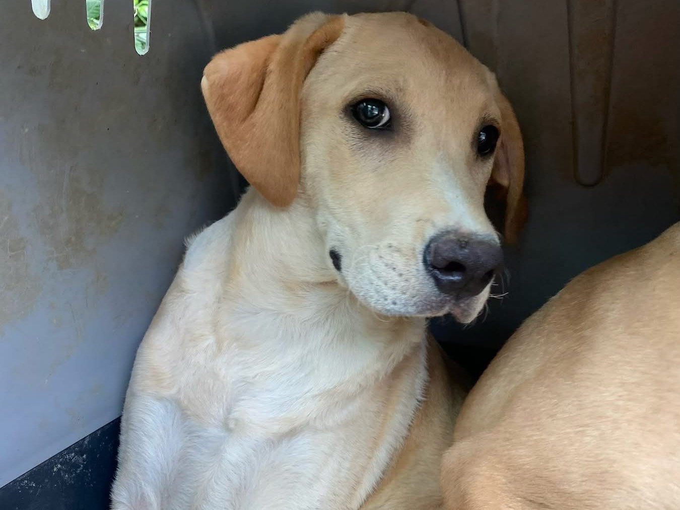 Adotta un cane, maschio, 4 mesi, Chieti