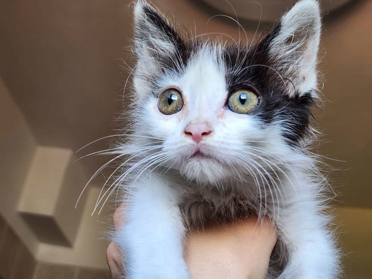Adozione gatto, femmina, Razza sconosciuta Razza sconosciuta, 2 mesi, taglia non valida, Perugia