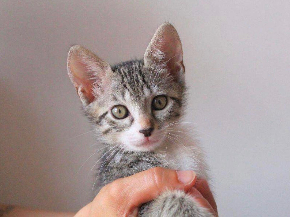 Adozione gatto, maschio, Razza sconosciuta Razza sconosciuta, 2 mesi, taglia non valida, Roma