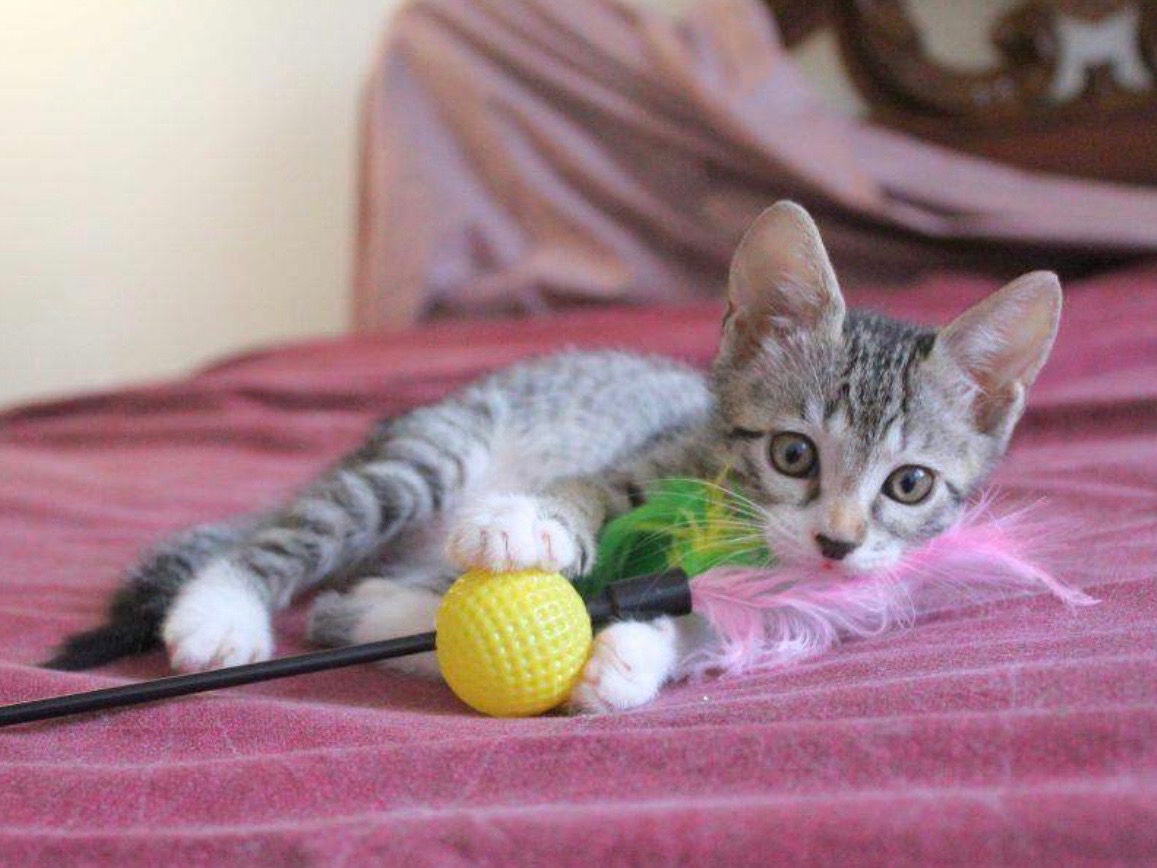 Adotta un gatto, maschio, 2 mesi, Roma