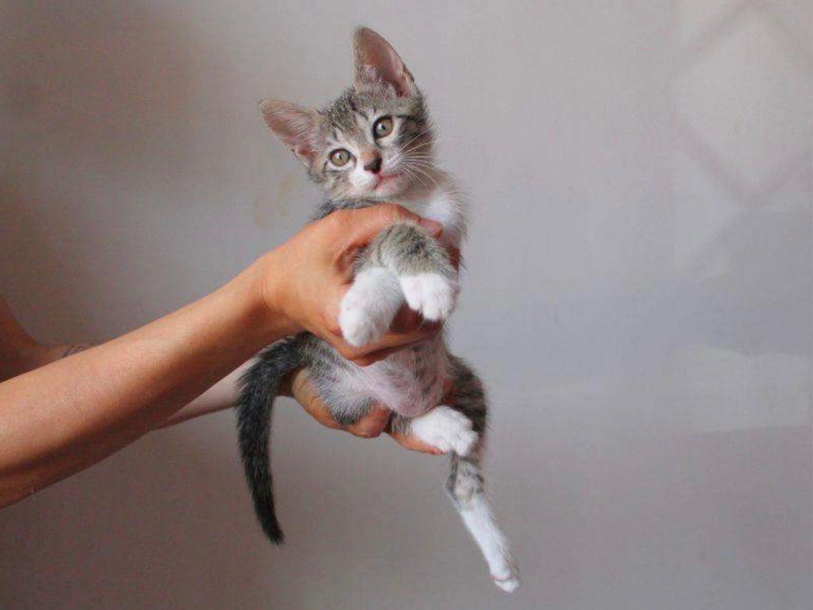 Adotta un gatto, taglia non valida, maschio, Roma