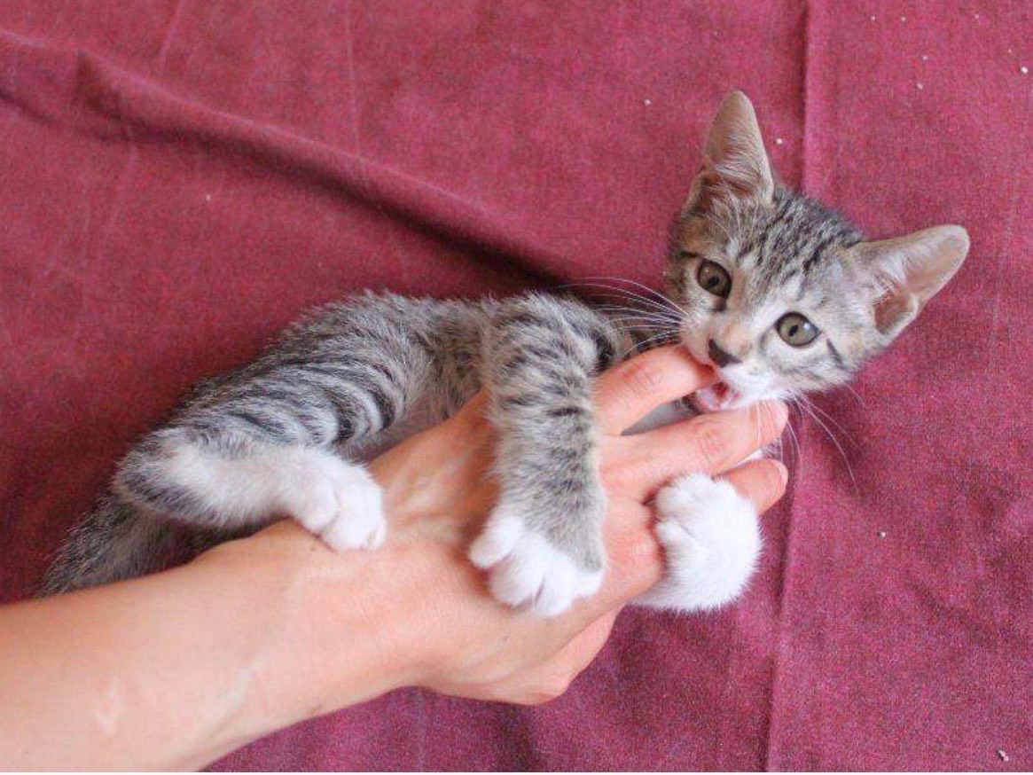 Vuoi adottare un gatto a Roma?