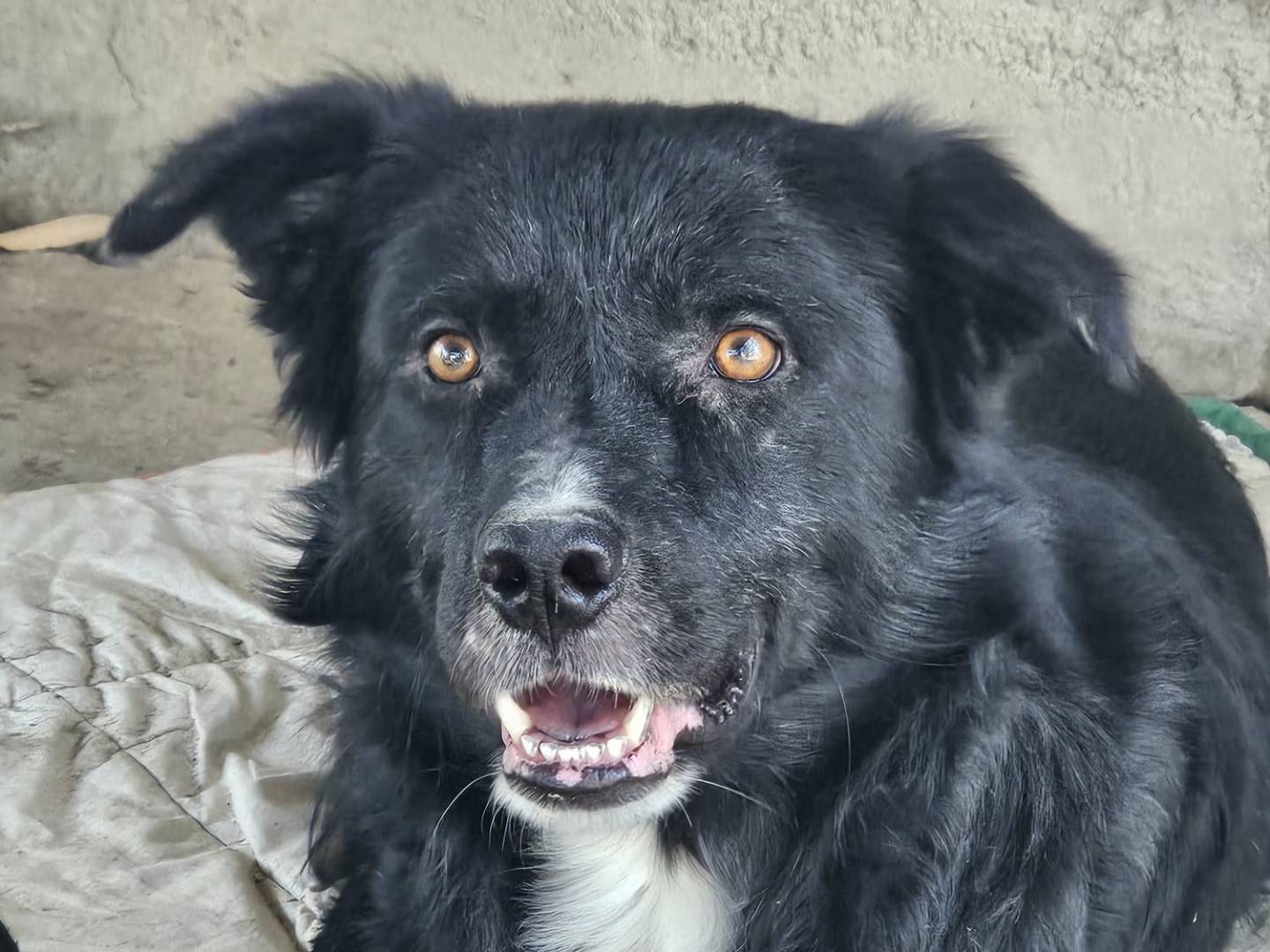 Adotta un cane, taglia media, maschio, Crotone