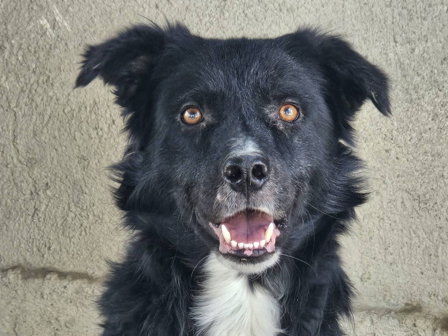 Vuoi adottare un cane a Crotone?