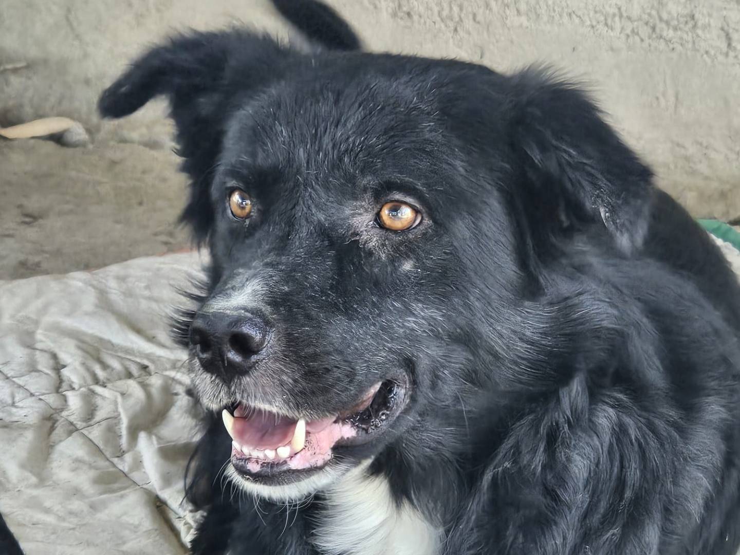 Adozione cane, maschio, Razza sconosciuta Razza sconosciuta, 2 anni e 4 mesi, taglia media, Crotone