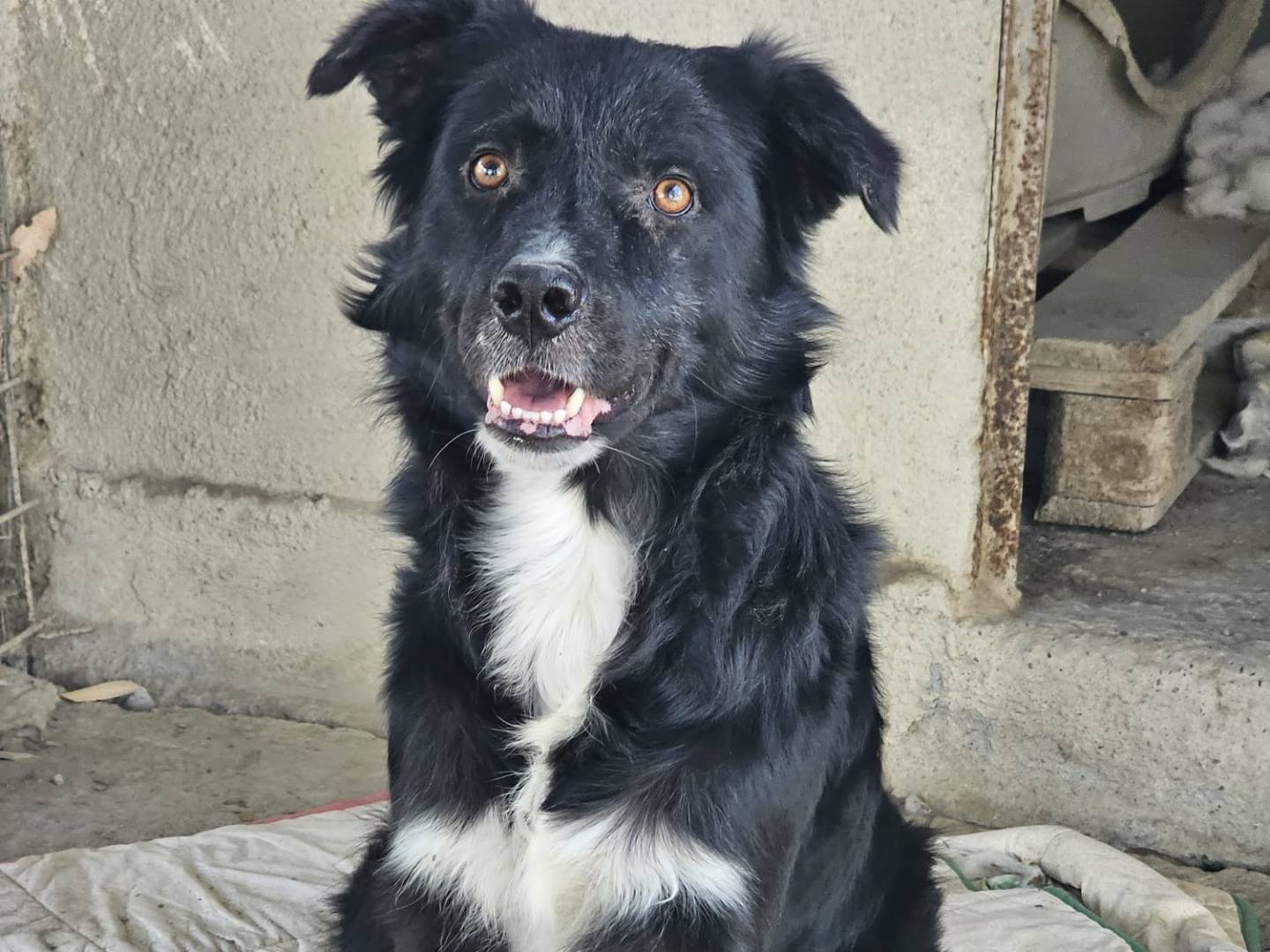 Adotta il cane Iron a Crotone