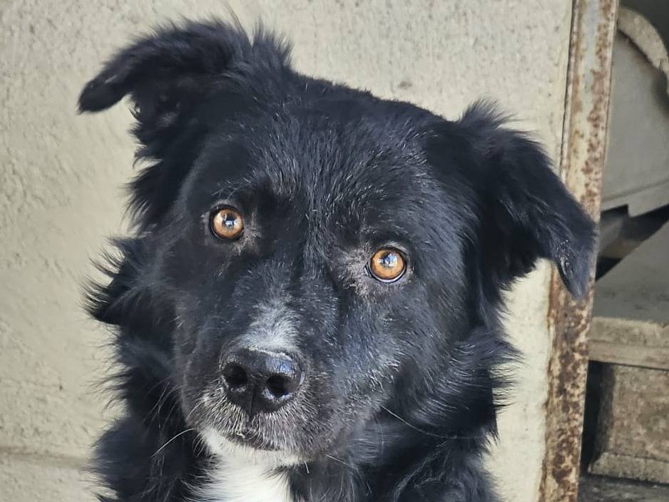 Adotta un cane, maschio, 2 anni e 4 mesi, Crotone