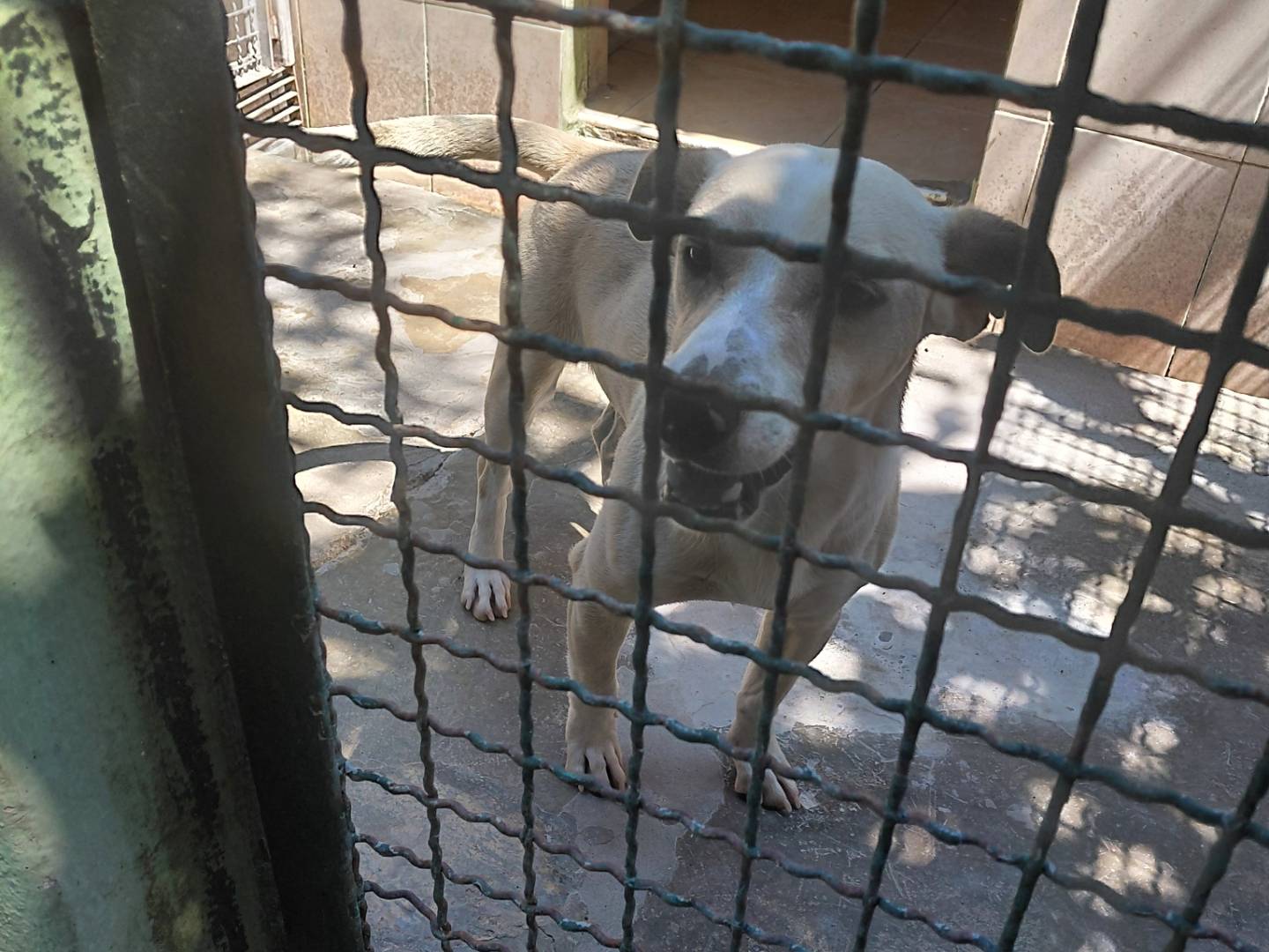 Adozione cane, maschio, Razza sconosciuta Razza sconosciuta, 1 anno e 1 mese, taglia piccola, Caserta