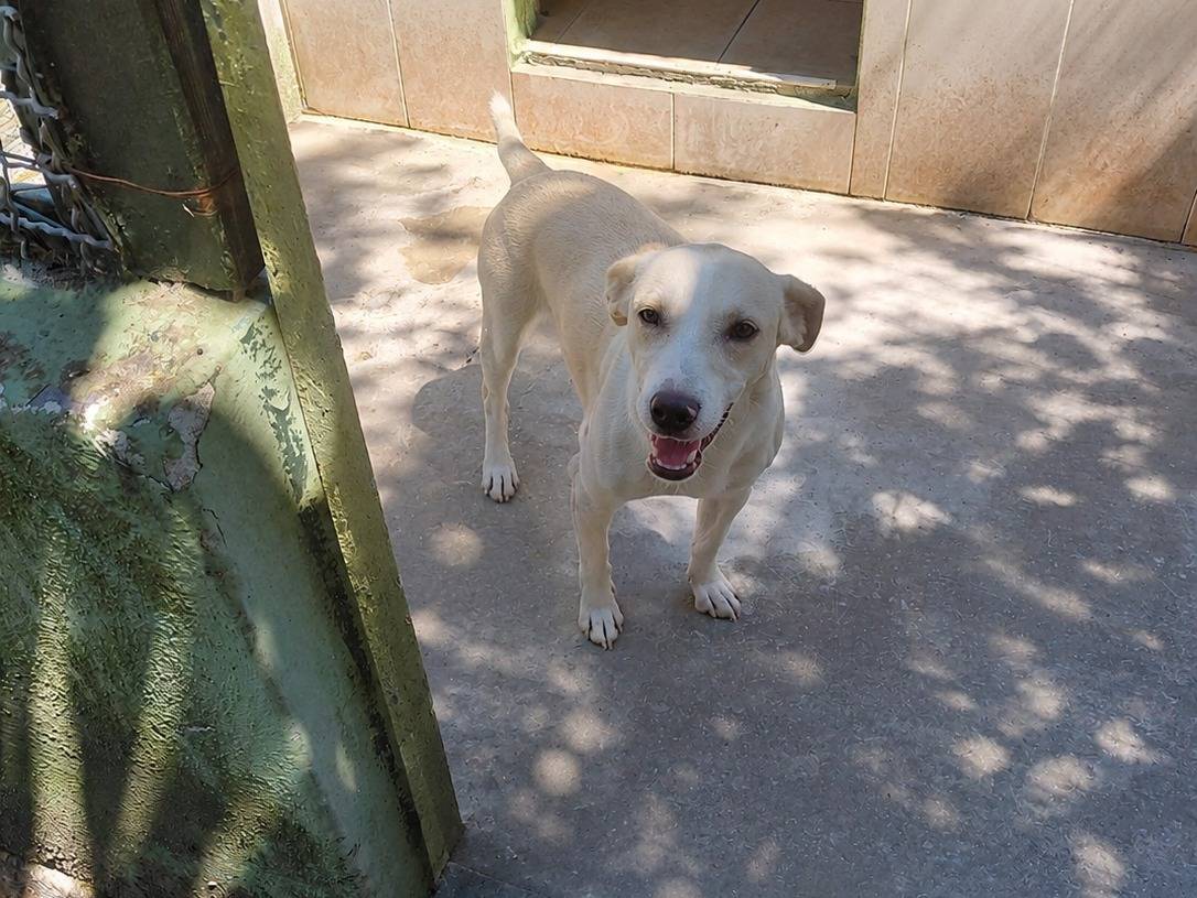 Adotta un cane, maschio, 1 anno e 1 mese, Caserta