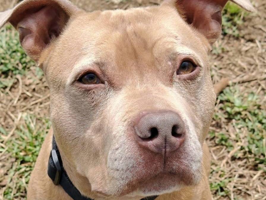 Adozione cane, maschio, Pitbull Razza sconosciuta, 6 anni e 2 mesi, taglia media, Roma