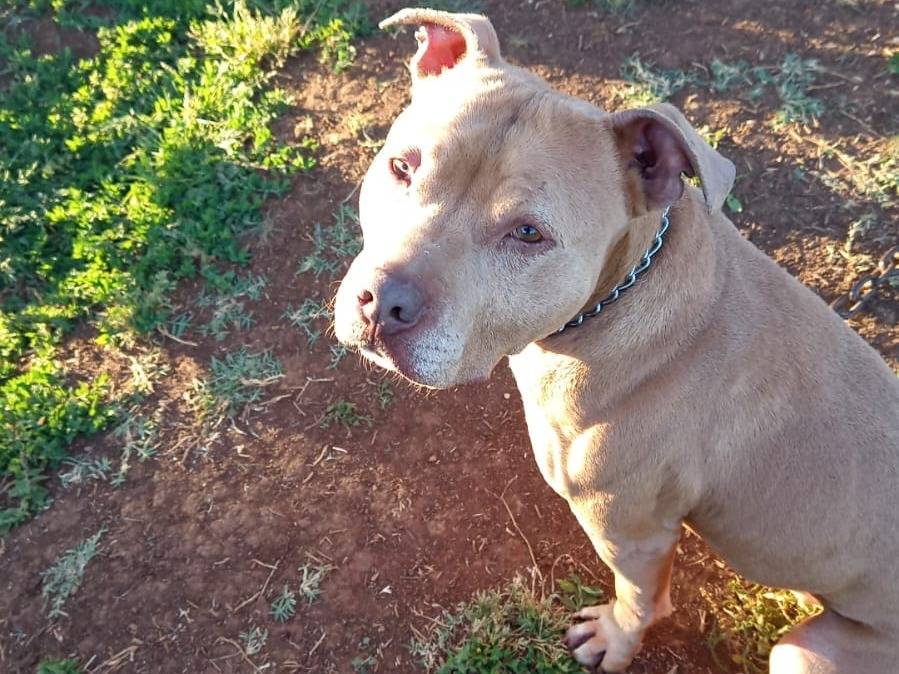 Adotta un cane, maschio, 6 anni e 2 mesi, Roma