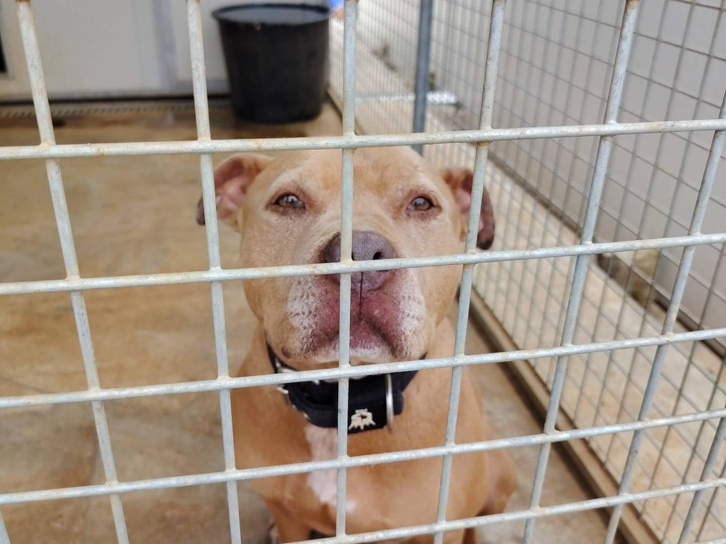 Adotta un cane, taglia media, maschio, Roma