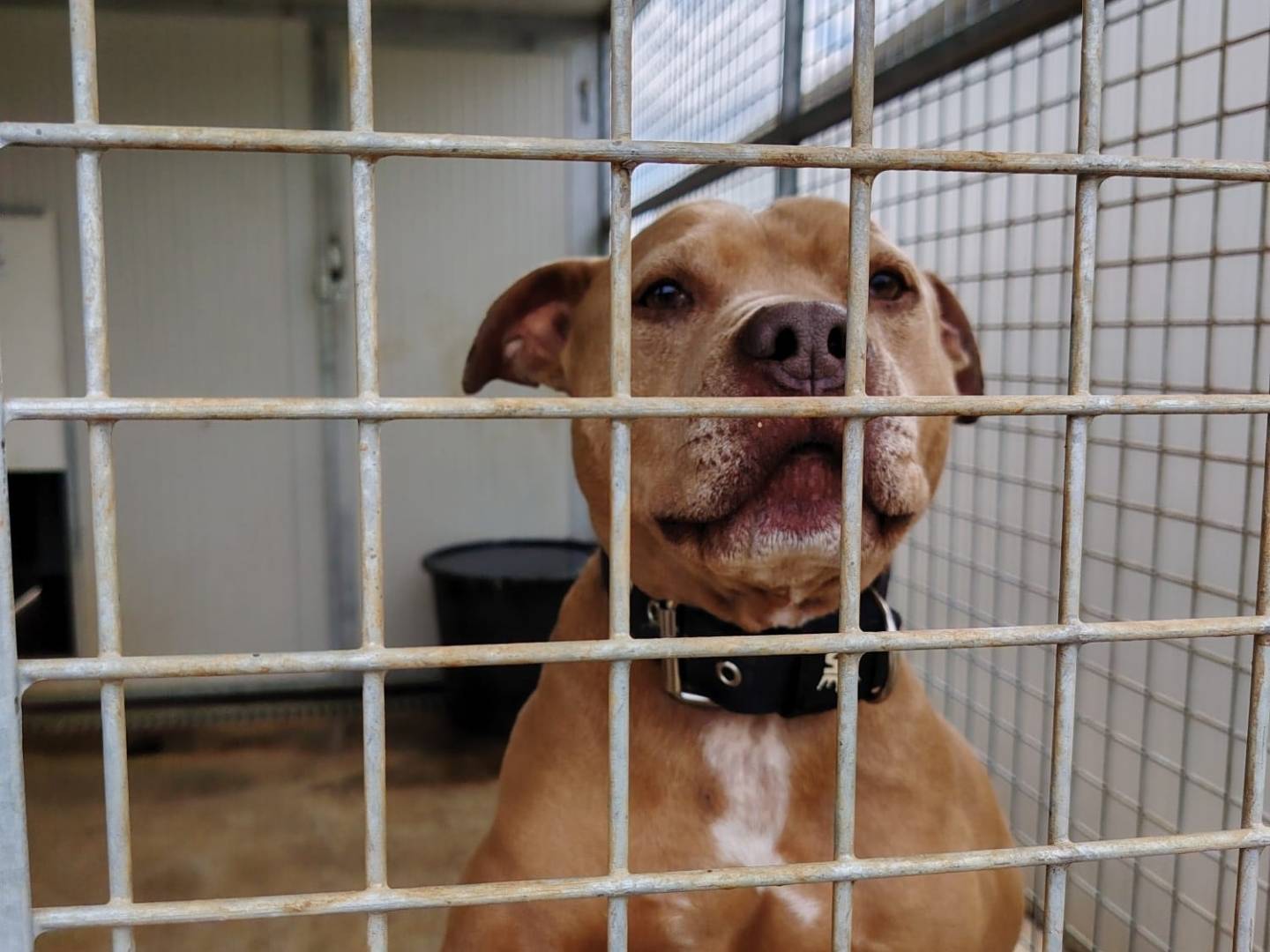 Vuoi adottare un cane a Roma?